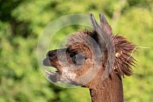 A white and two brown shorn alpacas stand on a pasture and look curiously into the camera