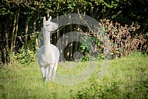 white and two brown shorn alpacas stand on a pasture and look curiously into the camera