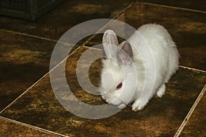 White two-month-old rabbit gets acquainted with new housing, runs on the floor