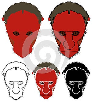 White Uakari monkey in face view