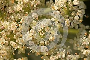 White umbels