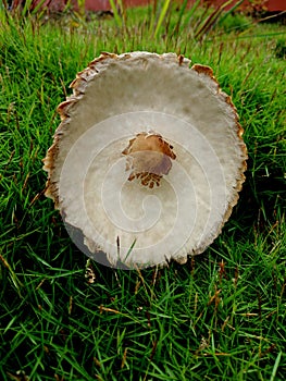 White umbrela mushroom