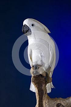 White Umbrella Cockatoo