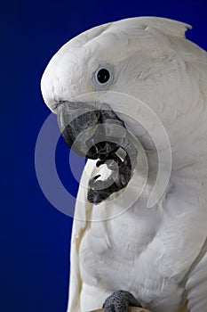 White umbrella cockatoo