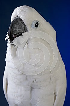 White umbrella cockatoo