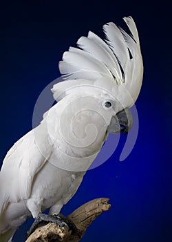 White Umbrella Cockatoo