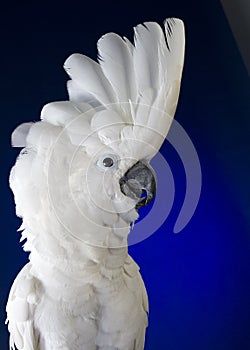 White Umbrella Cockatoo