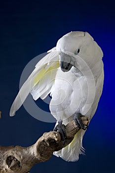 White umbrella cockatoo