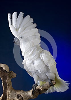 White Umbrella Cockatoo