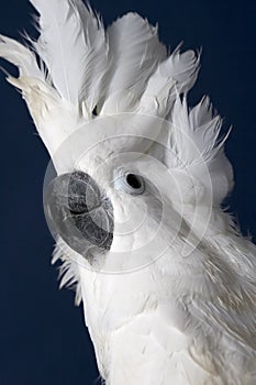 White Umbrella Cockatoo