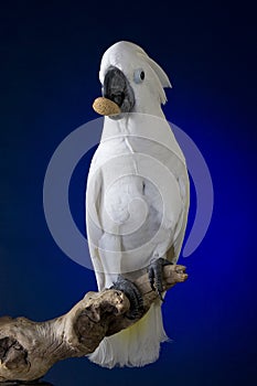 White Umbrella Cockatoo