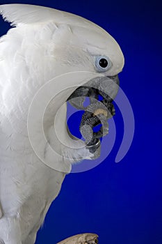 White umbrella cockatoo