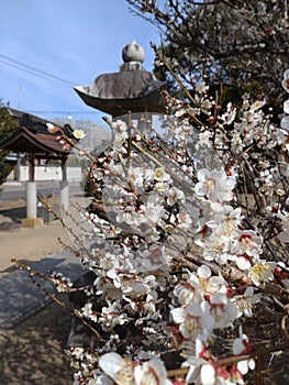 White Ume tree at a shrine, early spring