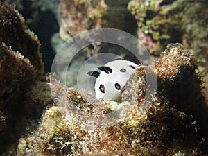 White underwater snail in the reef