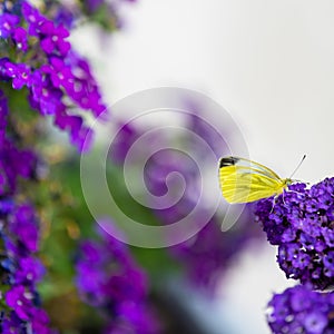 A blanco mariposa sobre el púrpura flor en el verano jardín 