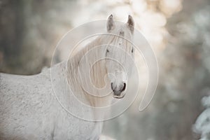 White  unicorn in the winter forest.