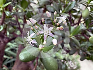 White unopened flowers on a thorny plant