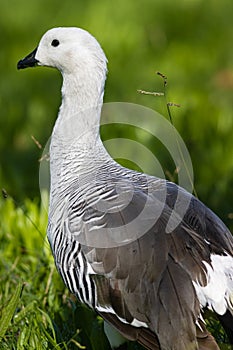 White upland goose standing on green grass