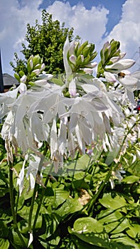 White upside down lillium flowers