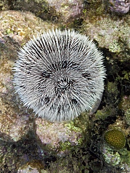 White urchin in Cuba photo
