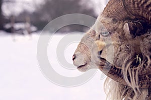 white ushant dwarf sheep is pictured in profil view outdoors in winter landscape with excessive background blur