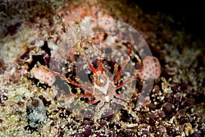 white-v hydroid crab