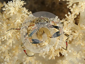 White-v hydroid crab