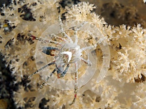 White-v hydroid crab