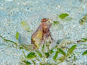 White V Octopus, Abdopus Spp. Bangka, North Sulawesi