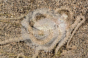 white-v octopus on sand