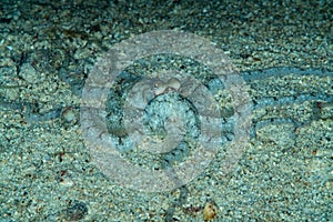 white-v octopus on sandy bottom at night photo