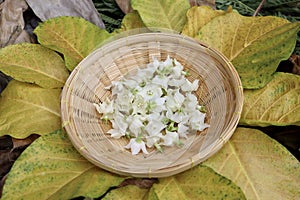 White Vallaris glabra flower photo