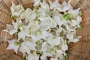 White Vallaris glabra flower photo