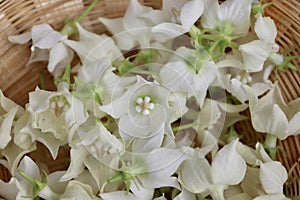 White Vallaris glabra flower photo