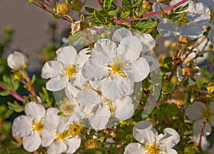 White variation  Flowers, name Potentilla fruticosa. photo