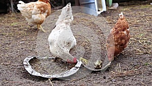 White and variegated hens peck grain from the trough.