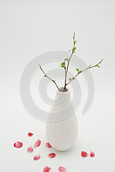 White vase with budding branch photo