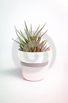 White vase with Haworthia fasciata, a species of succulent plant, on a white background. The vase white and pink with a