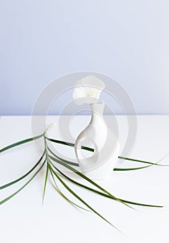 white vase and white flower on abstract  light blue background