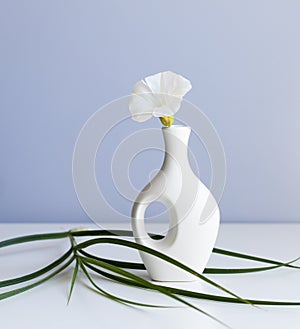 white vase and white flower on abstract  light blue background