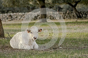 White veal lying on the grass of a farm field