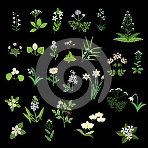 White vector flowers