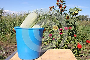White vegetable marrows in a bucket standing on a table