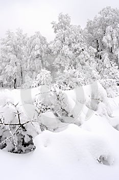 White vegetation in winter season