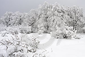 White vegetation in winter season