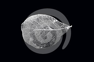 White vein pattern of leaf on black background