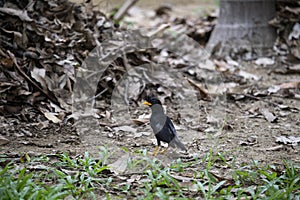 White - vented Myna