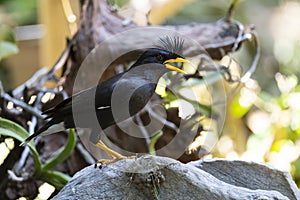 White - vented Myna