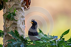 White-vented Myna