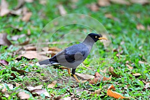 White-vented Myna